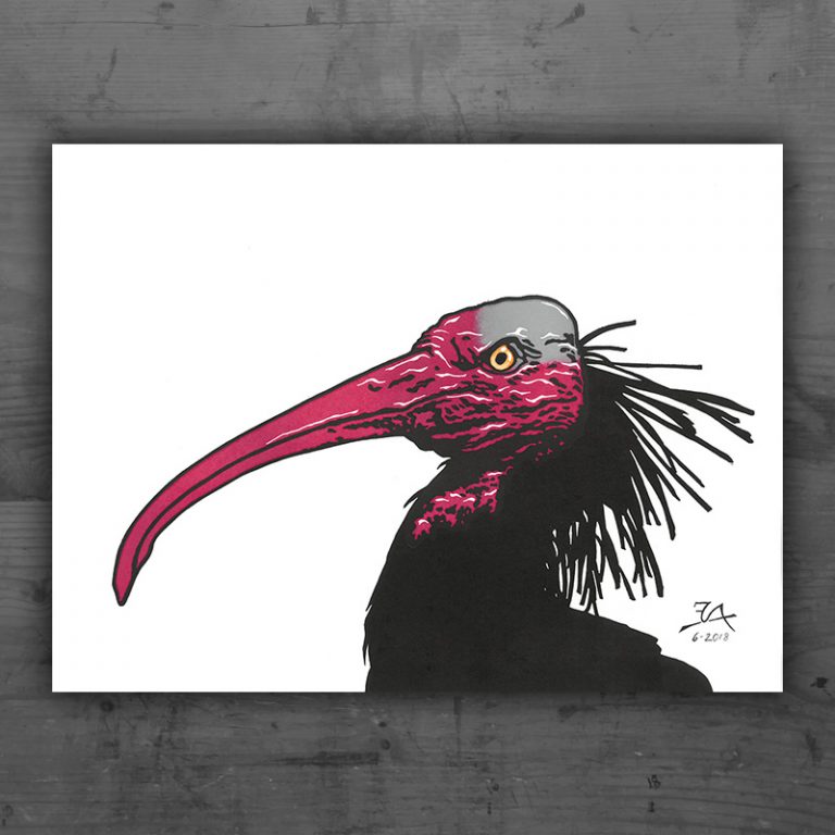 Waldrapp naturalistisch